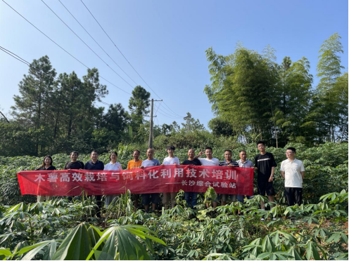 木薯高效栽培与饲料化技术培训在邵阳县举行